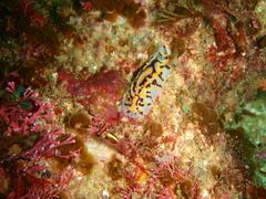 Halgerda dichromis