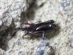 Xya leucophrys