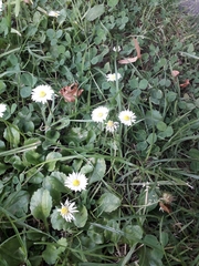 Bellis perennis