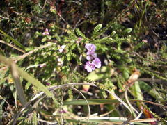 Euchaetis albertiniana