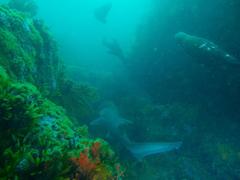 Notorynchus cepedianus