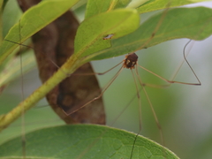Leiobunum bimaculatum