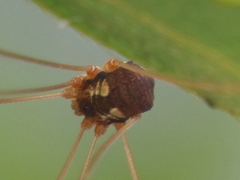 Leiobunum bimaculatum