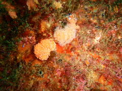 Parasphaerasclera aurea