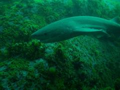 Notorynchus cepedianus