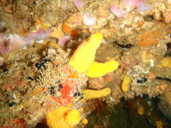 Parasphaerasclera aurea