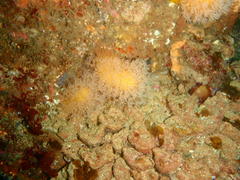 Parasphaerasclera aurea