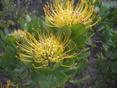 Leucospermum praecox