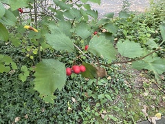 Crataegus coccinea