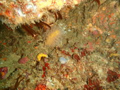 Parasphaerasclera aurea