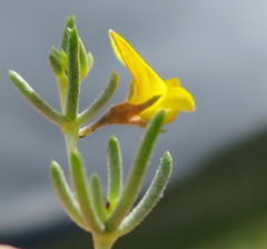 Aspalathus digitifolia