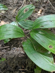 Polygonatum latifolium