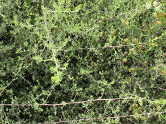 Aspalathus digitifolia