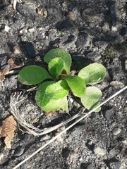Bellis perennis