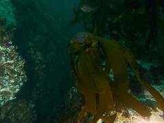 Chrysoblephus laticeps