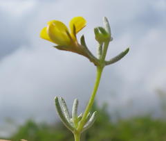 Aspalathus digitifolia