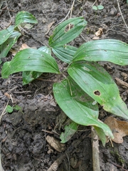 Polygonatum latifolium