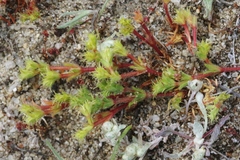 Lastarriaea coriacea