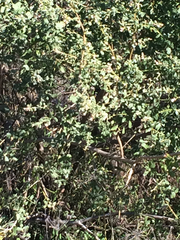 Baccharis pilularis