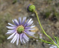 Felicia muricata muricata