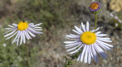 Felicia muricata muricata