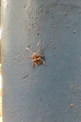 Discocephalinae