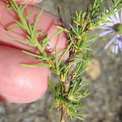 Felicia muricata muricata