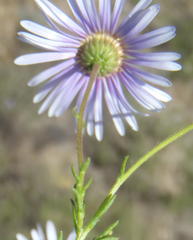 Felicia muricata muricata