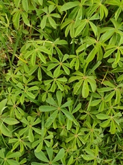 Oxalis decaphylla
