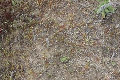 Lastarriaea coriacea