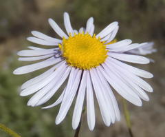 Felicia muricata muricata