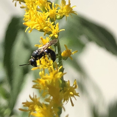 Hylaeus modestus