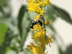 Hylaeus modestus