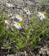 Felicia muricata muricata