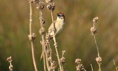 Sphenoeacus afer afer