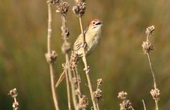 Sphenoeacus afer afer