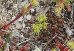 Lastarriaea coriacea