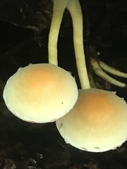 Hypholoma