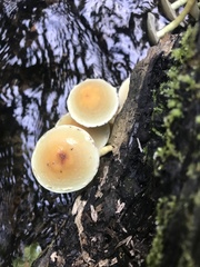 Hypholoma