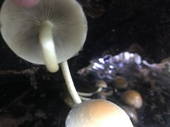 Hypholoma