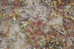 Lastarriaea coriacea