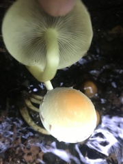 Hypholoma