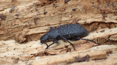 Polypleurus
