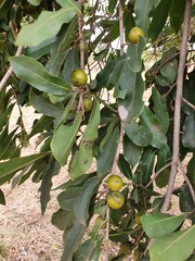 Diospyros mespiliformis