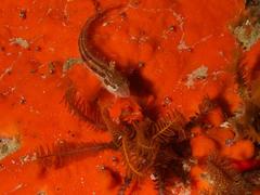 Clinus superciliosus