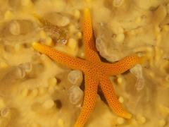 Clinus superciliosus