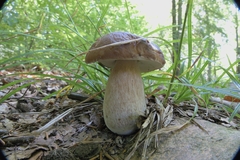 Boletus pinophilus