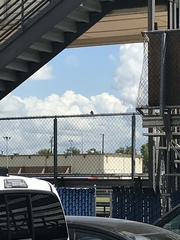 Passer domesticus