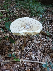 Macrolepiota procera