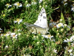Pontia occidentalis